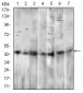 CD14 Antibody
